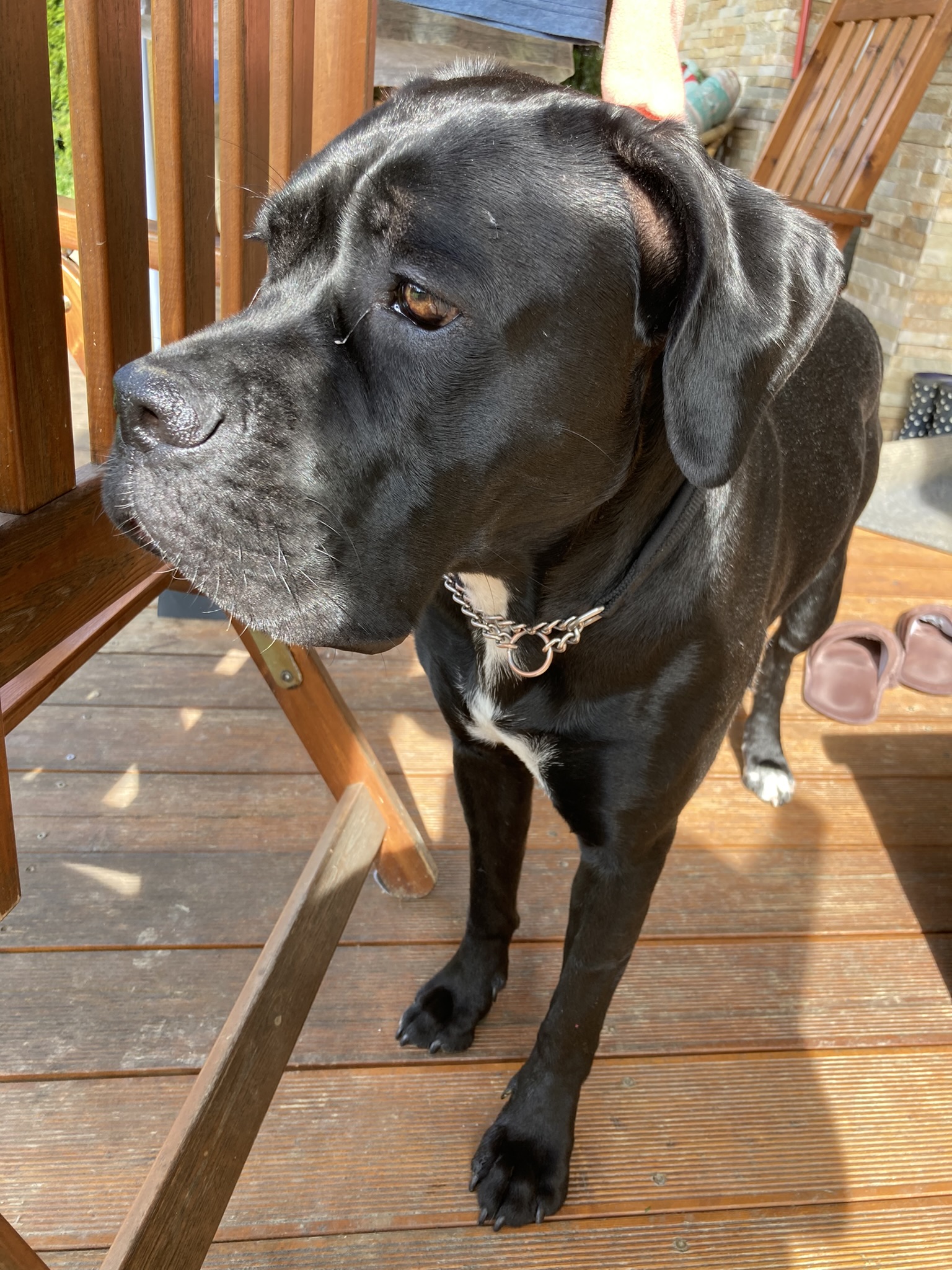 Cane Corso: Nega in vzdrževanje