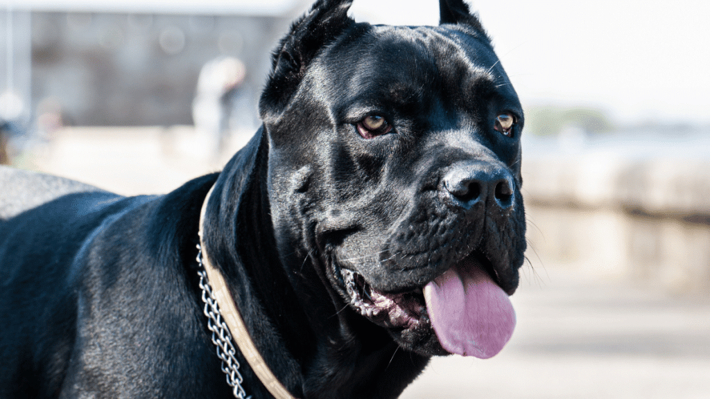Cane Corso Kot Družinski Pes - Zakaj Je Ta Pasma Odlična Izbira Za Družine