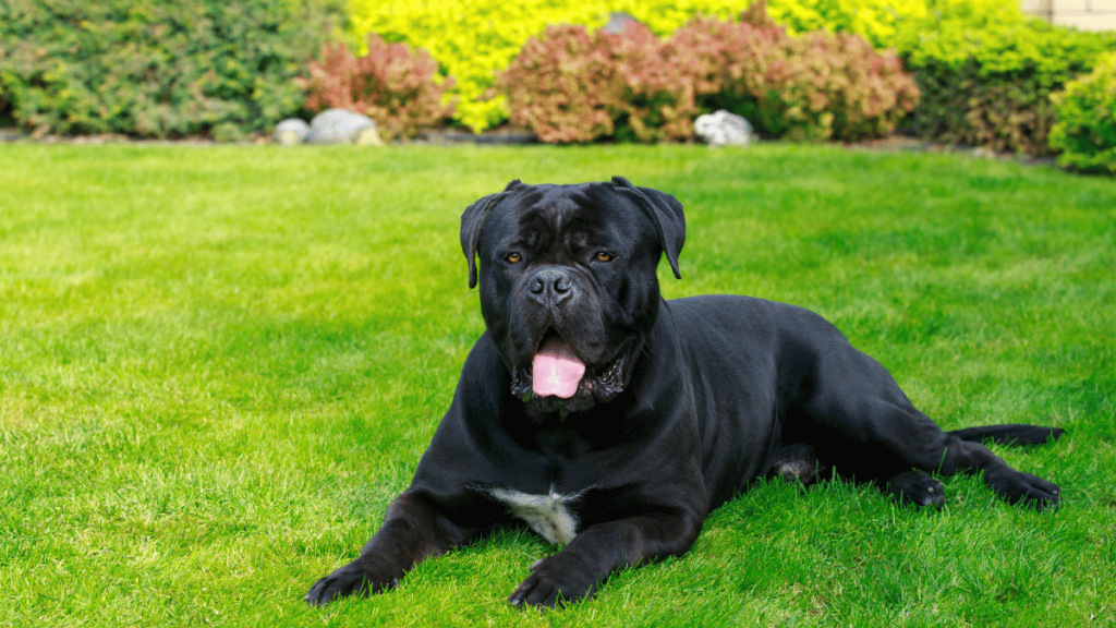 Najboljša hrana za Cane Corso Kaj izbrati za zdravo rast